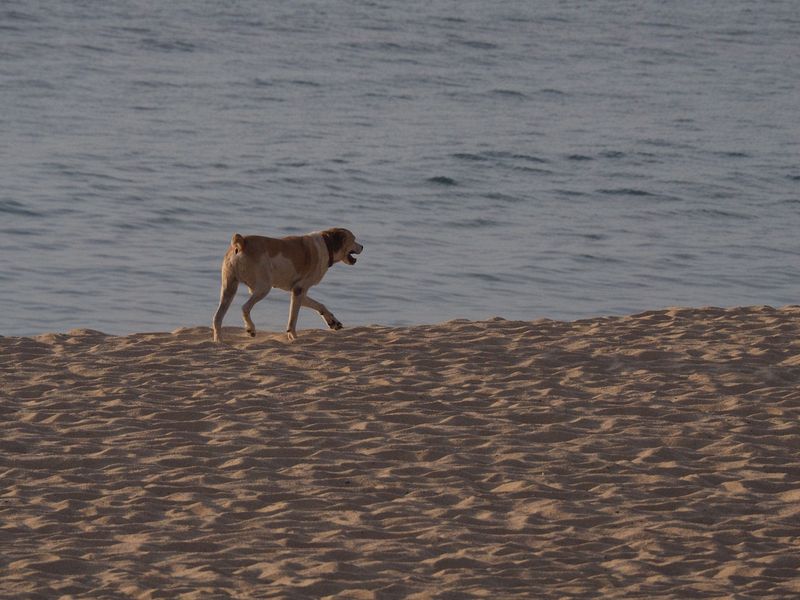 A doggy on the beach